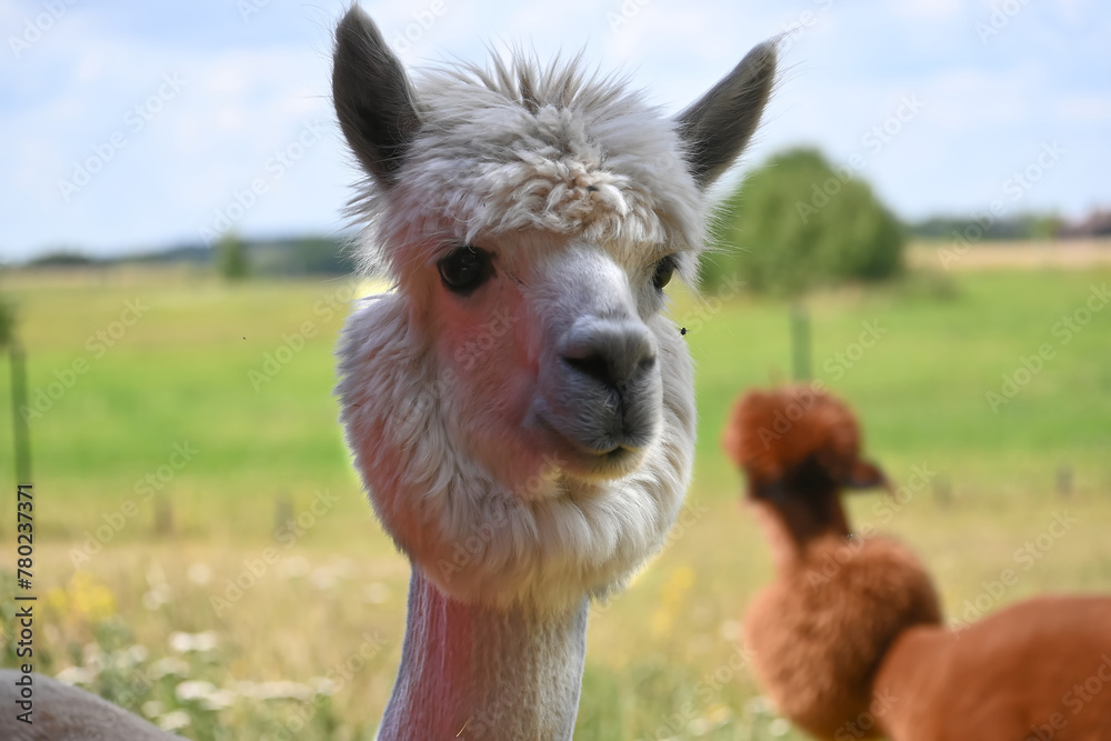 Alpaca with thick fluffy coat and pronounced hairstyle