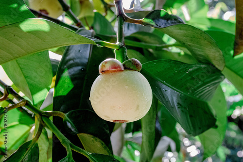 Mangosteen on the tree and fresh green leaves. It's almost mangosteen harvest season. Mangosteen is known as the queen of Asia's fruits. Fruits are good for health. photo