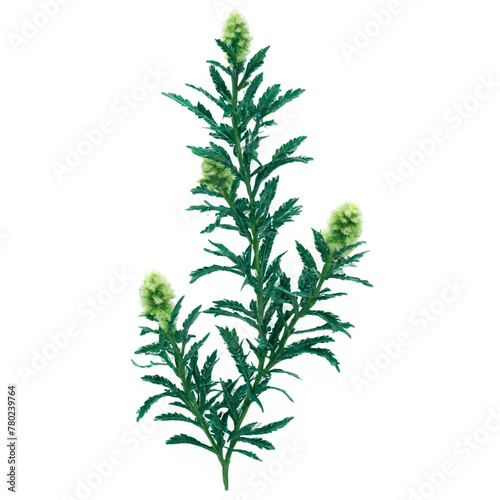 Chenille Plant isolated on transparent background