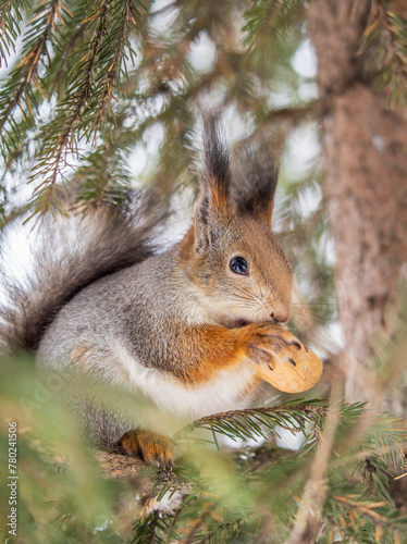 The squirrel with nut sits on tree in the winter or late autumn © Dmitrii Potashkin