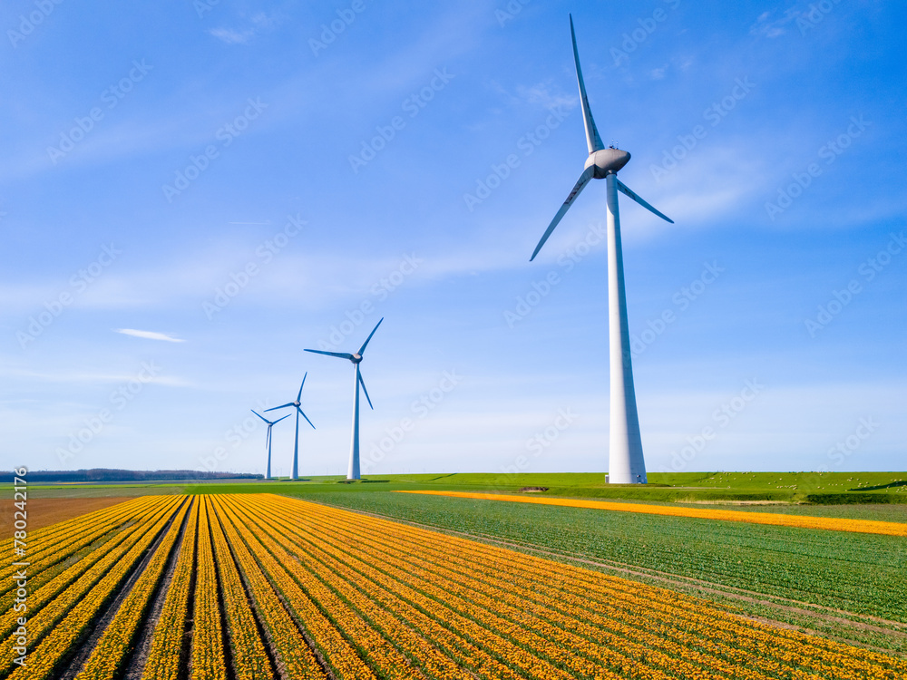 Windmill park in a field of tulip flowers, drone aerial view of windmill turbines green energy