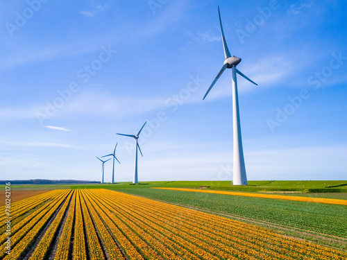 Windmill park in a field of tulip flowers, drone aerial view of windmill turbines green energy