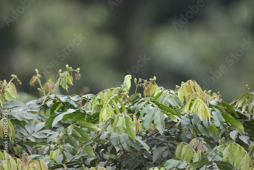 The Pacific parrotlet (Forpus coelestis) is a small green parrot originating from South America. This photo was taken in Ecuador. photo