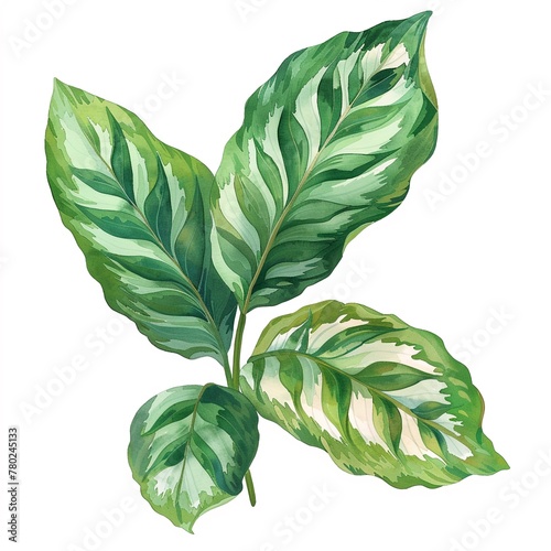 Create oasis Calathea Leaf clip art, watercolor, isolated