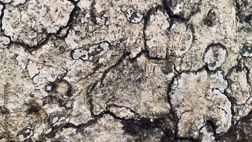 Background of bark with brown, black, red colors.