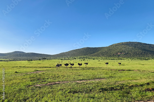 Group of common ostrich, Struthio camelus, in warm golden morning light. green savannah background and blue sky. © diy13