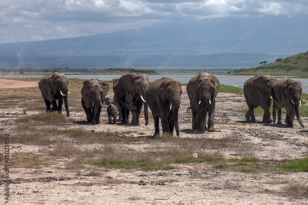 Elephants family and herd on African savanna. Safari in Amboseli, Kenya,