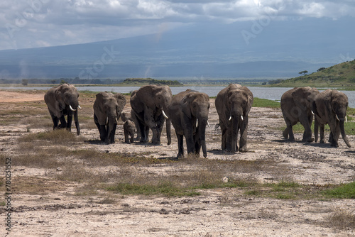 Elephants family and herd on African savanna. Safari in Amboseli  Kenya 