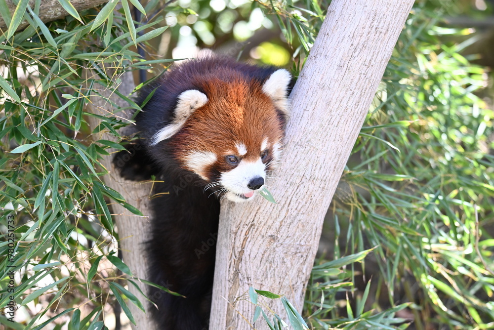 動物園のレッサーパンダ 動物園のレッサーパンダ