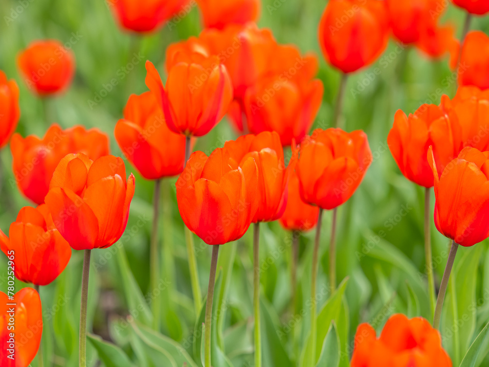 Colorful red tulips blossom in spring garden Colorful red tulips blossom in spring garden