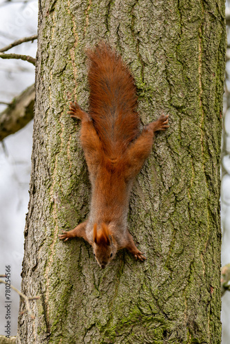 squirrel on tree © Neil