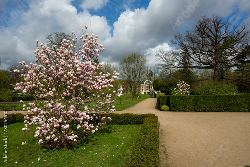 blooming magnolia tree in spring