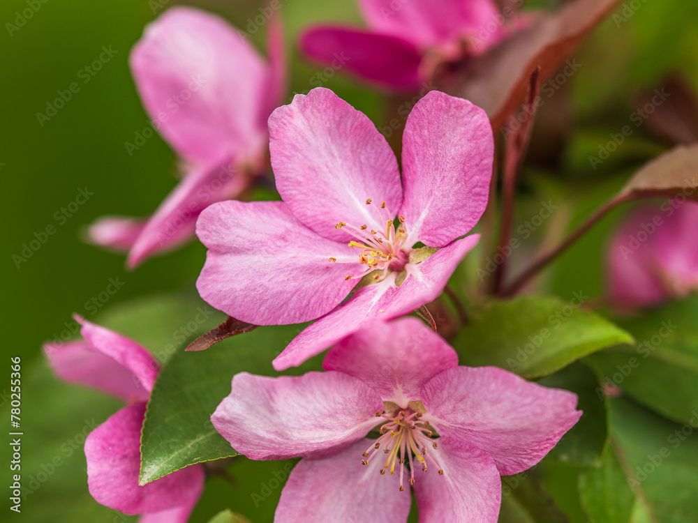 Fresh pink flowers of a blossoming apple tree with blured background Fresh pink flowers of a blossoming apple tree with blured background