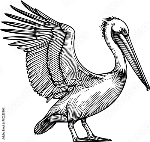 Hand drawn sketch Pelican bird , Ocean bird illustration