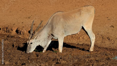 A male eland antelope (Tragelaphus oryx) drinking at a muddy waterhole, Mokala National Park, South Africa