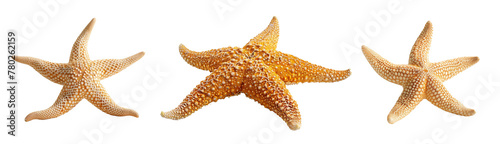 Decorative set of starfishes isolated on a white background. 