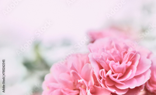 Pink rose Bonica on blurred green background. Soft focus