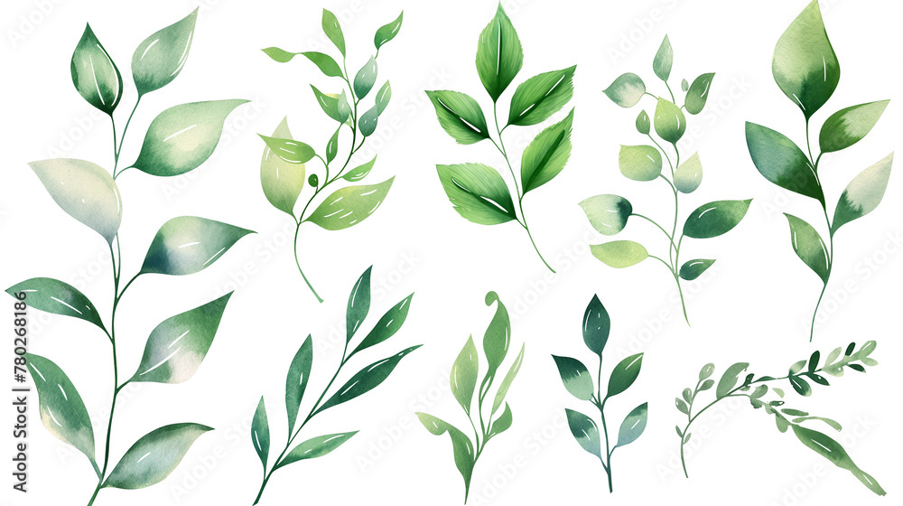 Botanical Illustration of Various Green Leaves Botanical Illustration of Various Green Leaves
