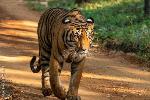 Majestic Royal Bengal Tiger Walking Forward with Intense, Alert Gaze Against Blurred Background - Ideal Copy Space