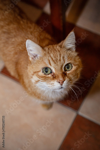 Cute ginger cat standing on the floor indoors
