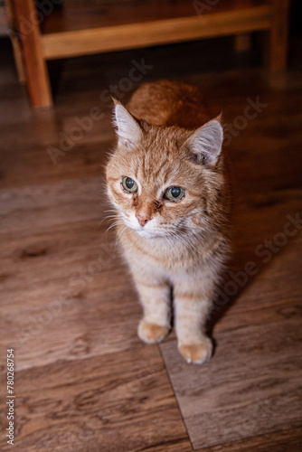 Cute ginger cat standing on the floor indoors