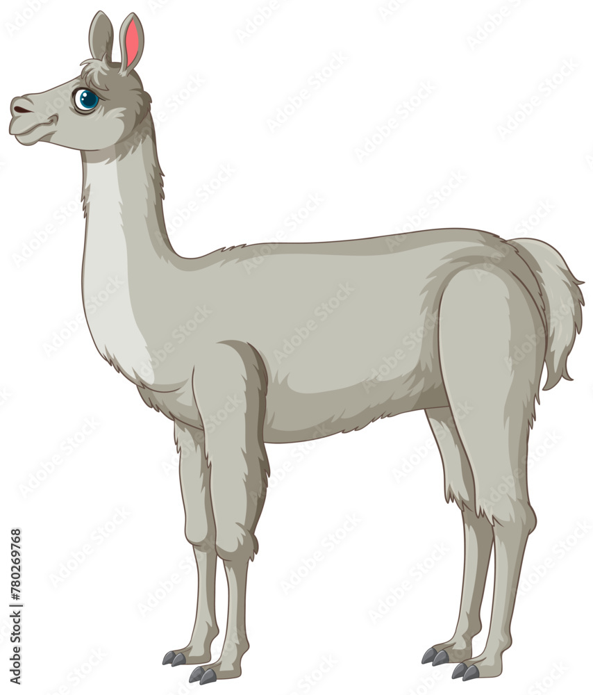 Fototapeta premium Vector illustration of a single llama in profile.