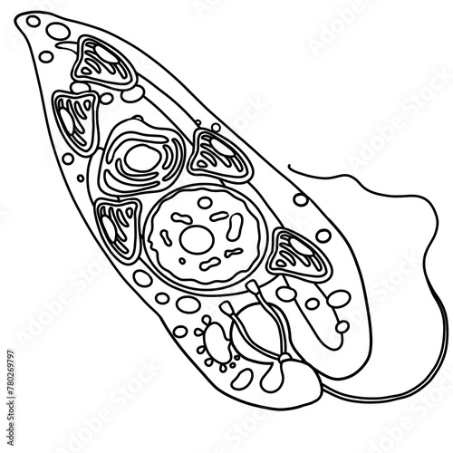 Foto The euglena is a part of every human body