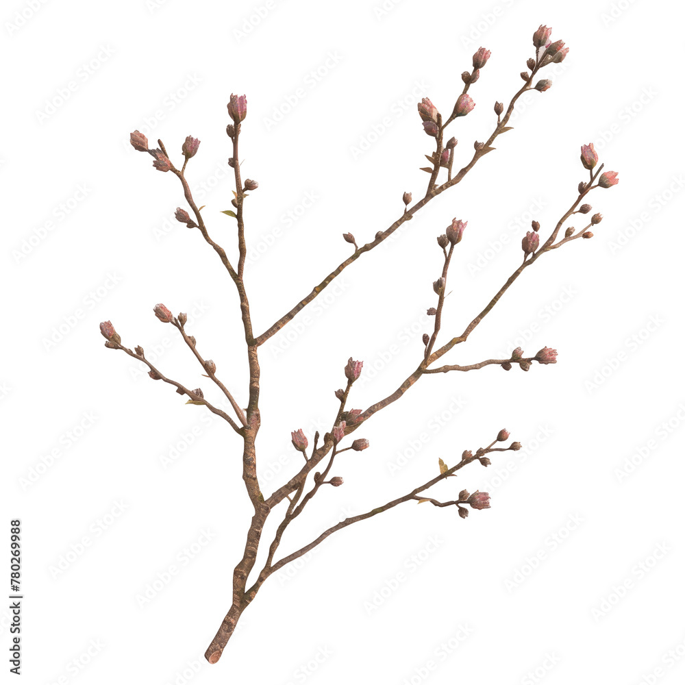 Branch of tree with pink blooms on Transparent Background Branch of tree with pink blooms on Transparent Background
