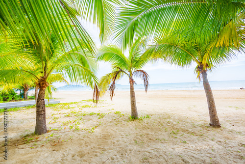 Coconut forest beach scenery at Coconut Dream Corridor in Sanya, Hainan, China © hu