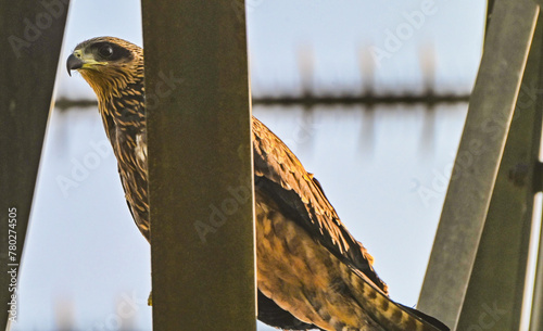 Black Kite