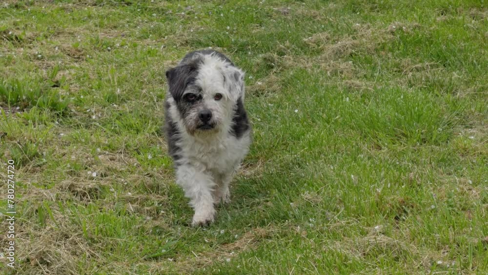 Cute Dog Black And White Approaching And Observing The Surroundings