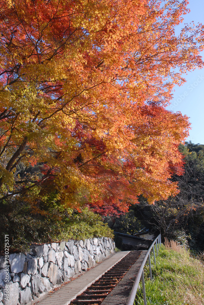 東禅院 参道の紅葉 京都府宇治市 東禅院 参道の紅葉 京都府宇治市