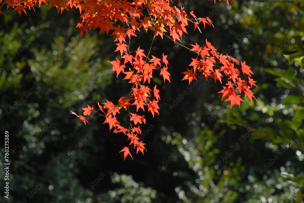 森の紅葉 森の紅葉