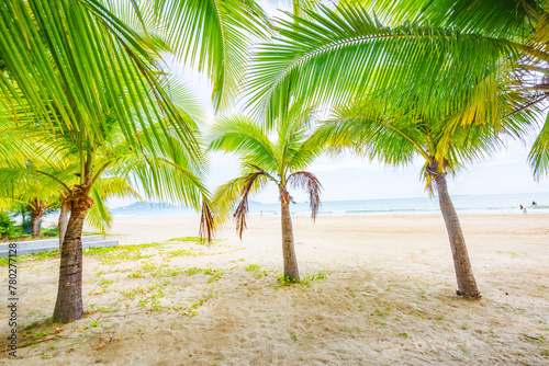 Coconut forest beach scenery at Coconut Dream Corridor in Sanya  Hainan  China