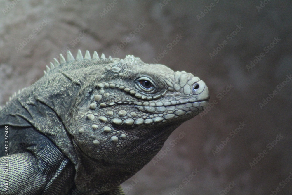 Poertrait eines Leguan