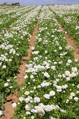 white ranunculus fields