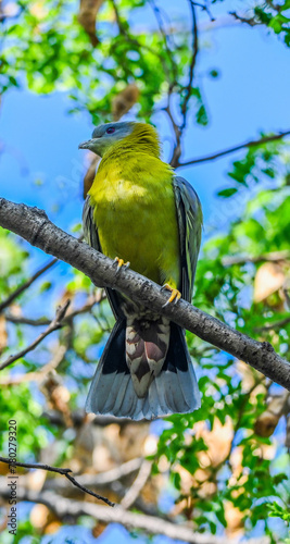 Yellow-footed Green Pigeon