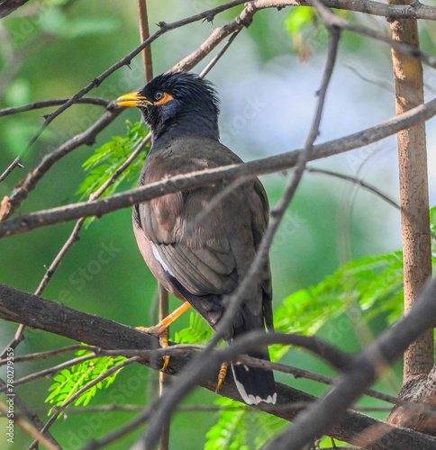 Common Myna
