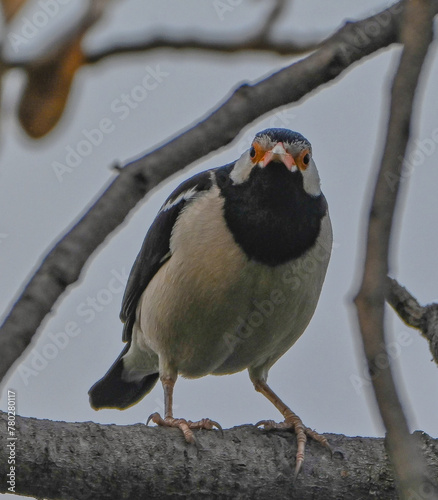 Indian Pied Myna