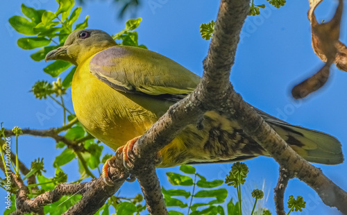 Yellow-footed green pigeon