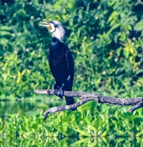 Great Cormorant
