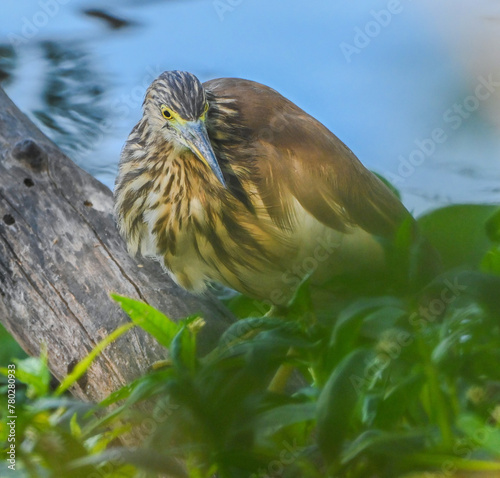 Indian Pond Heron