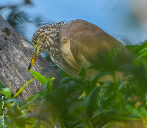 Indian Pond Heron