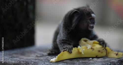 Common marmoset eating banana on park bench in brazil photo
