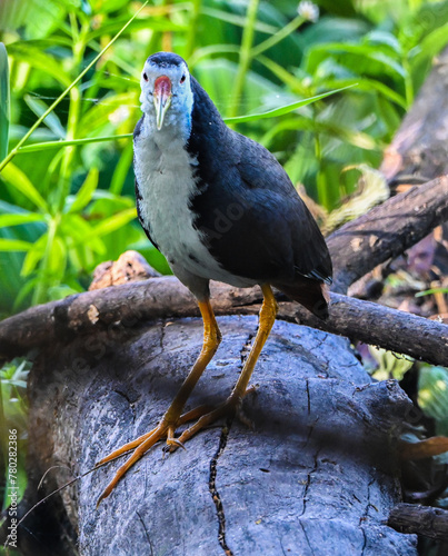 White-breasted Water Hen