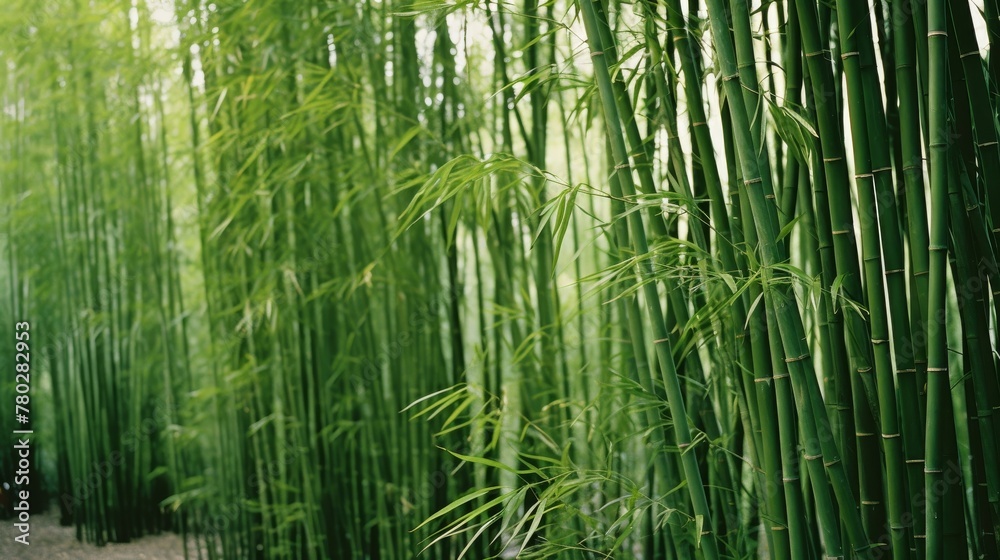 Elegant bamboo stalks standing tall Elegant bamboo stalks standing tall