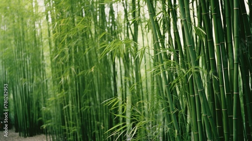 Elegant bamboo stalks standing tall © stocksbyrs