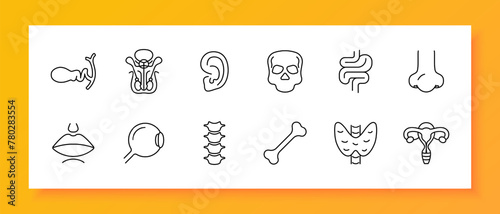 Organs set icon. Female reproductive organ, pelvis, skull, skeleton, bone, ear, intestinal tract, spine, vertebrae, eye, lips, mouth, nose, numbering. Self care concept. Vector line icon.