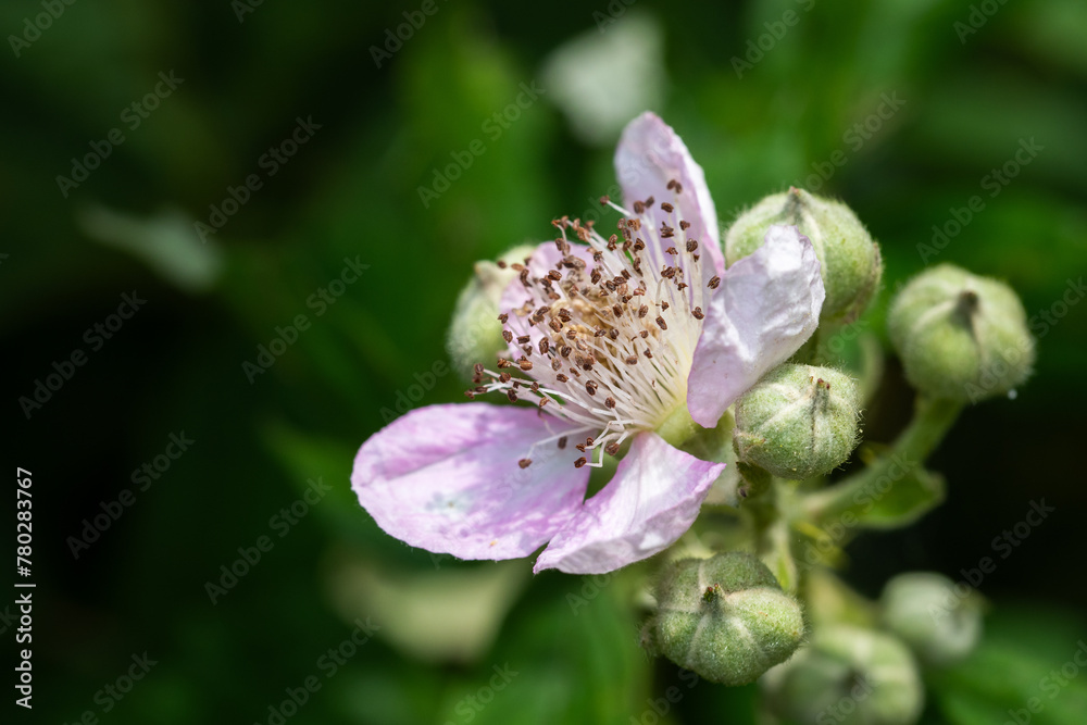 Wild Blackberries growing during springtime in Europe Wild Blackberries growing during springtime in Europe