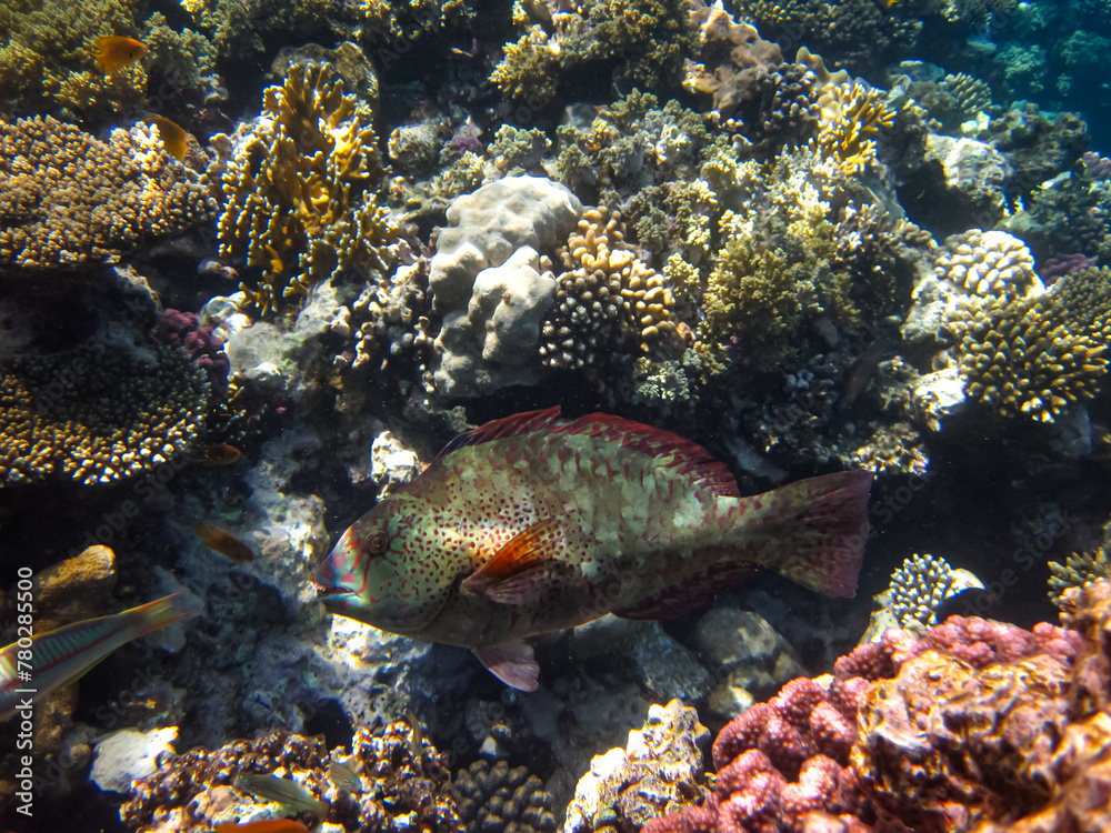 Red Sea coral reef and its beautiful inhabitants Red Sea coral reef and its beautiful inhabitants